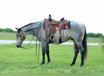 American Quarter Horse, Castrone, 5 Anni, Roano blu