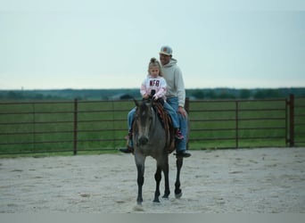 American Quarter Horse, Castrone, 5 Anni, Roano blu