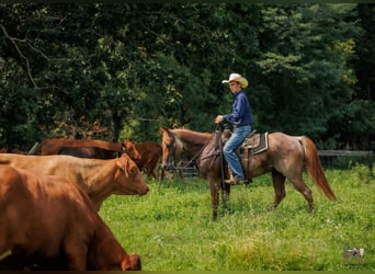 American Quarter Horse, Castrone, 5 Anni, Roano rosso