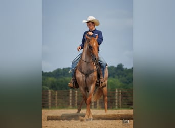 American Quarter Horse, Castrone, 5 Anni, Roano rosso