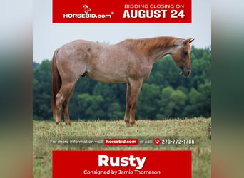 American Quarter Horse, Castrone, 5 Anni, Roano rosso