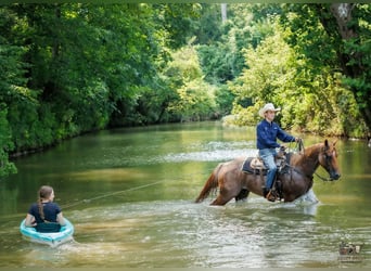 American Quarter Horse, Castrone, 5 Anni, Roano rosso