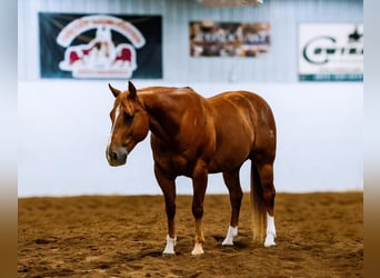 American Quarter Horse, Castrone, 5 Anni, Sauro ciliegia