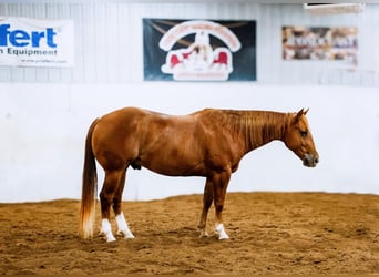 American Quarter Horse, Castrone, 5 Anni, Sauro ciliegia