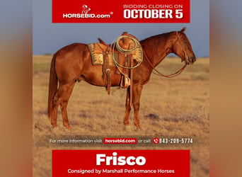 American Quarter Horse, Castrone, 5 Anni, Sauro ciliegia