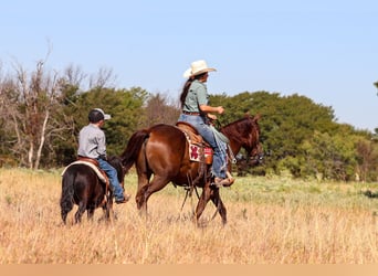 American Quarter Horse, Castrone, 5 Anni, Sauro ciliegia