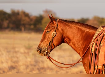 American Quarter Horse, Castrone, 5 Anni, Sauro ciliegia