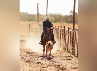 American Quarter Horse, Castrone, 5 Anni, Sauro ciliegia