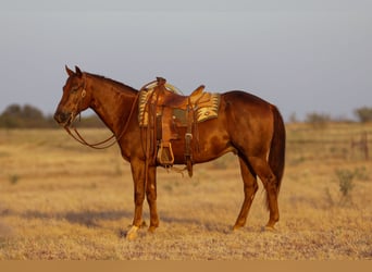 American Quarter Horse, Castrone, 5 Anni, Sauro ciliegia