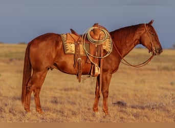 American Quarter Horse, Castrone, 5 Anni, Sauro ciliegia