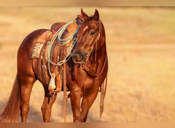 American Quarter Horse, Castrone, 5 Anni, Sauro ciliegia