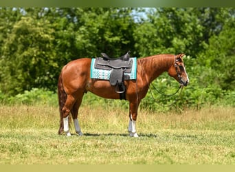 American Quarter Horse, Castrone, 5 Anni, Sauro ciliegia