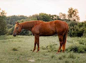American Quarter Horse, Castrone, 5 Anni, Sauro ciliegia