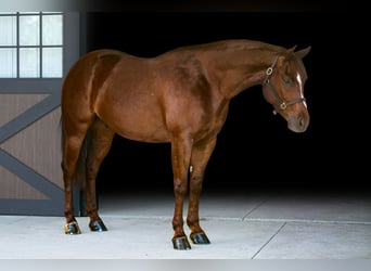 American Quarter Horse, Castrone, 5 Anni, Sauro ciliegia