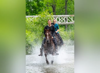 American Quarter Horse, Castrone, 5 Anni, Sauro ciliegia