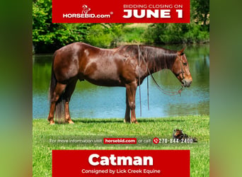 American Quarter Horse, Castrone, 5 Anni, Sauro ciliegia