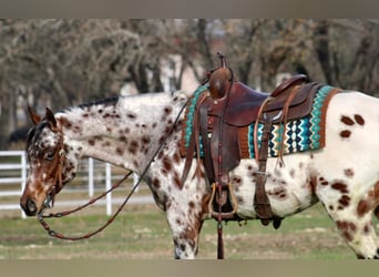 American Quarter Horse, Castrone, 5 Anni, Sauro