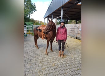 American Quarter Horse, Castrone, 5 Anni, Sauro scuro