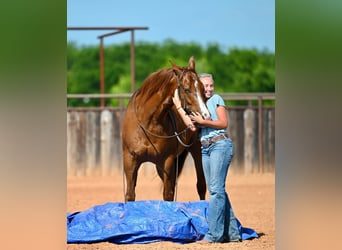 American Quarter Horse, Castrone, 5 Anni, Sauro scuro