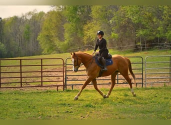 American Quarter Horse, Castrone, 5 Anni, Sauro scuro
