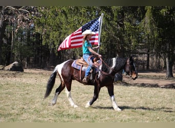 American Quarter Horse, Castrone, 5 Anni, Tobiano-tutti i colori