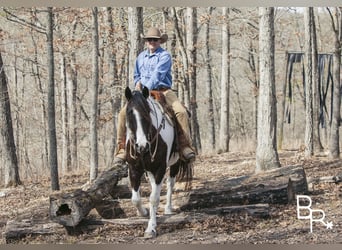 American Quarter Horse, Castrone, 5 Anni, Tobiano-tutti i colori