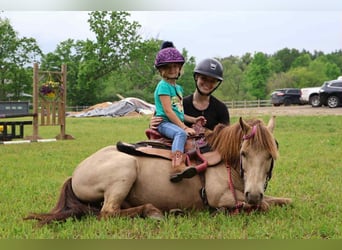 American Quarter Horse, Castrone, 6 Anni, 124 cm, Champagne