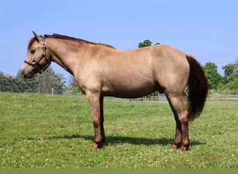 American Quarter Horse, Castrone, 6 Anni, 124 cm, Champagne