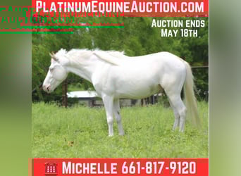 American Quarter Horse, Castrone, 6 Anni, 132 cm, Overo-tutti i colori