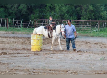 American Quarter Horse, Castrone, 6 Anni, 132 cm, Overo-tutti i colori