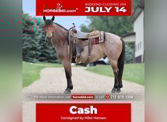 American Quarter Horse, Castrone, 6 Anni, 137 cm, Baio roano