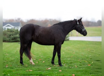 American Quarter Horse, Castrone, 6 Anni, 140 cm, Morello