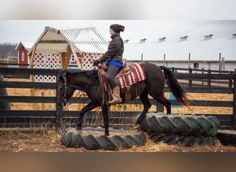 American Quarter Horse, Castrone, 6 Anni, 140 cm, Morello