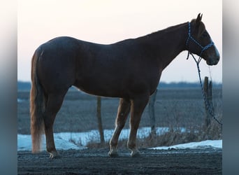 American Quarter Horse, Castrone, 6 Anni, 140 cm, Roano rosso