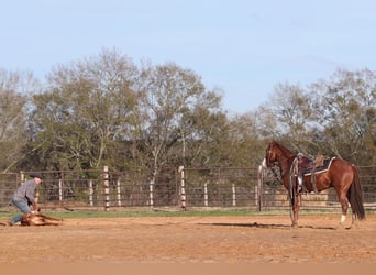 American Quarter Horse, Castrone, 6 Anni, 142 cm, Baio