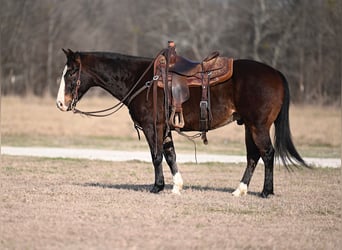 American Quarter Horse, Castrone, 6 Anni, 142 cm, Baio ciliegia