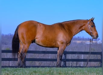 American Quarter Horse, Castrone, 6 Anni, 142 cm, Falbo
