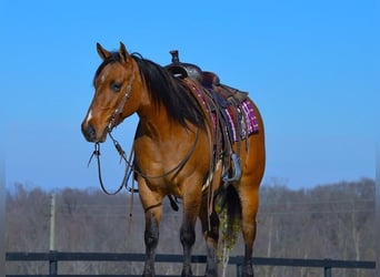 American Quarter Horse, Castrone, 6 Anni, 142 cm, Falbo
