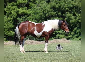American Quarter Horse, Castrone, 6 Anni, 142 cm, Tobiano-tutti i colori
