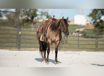 American Quarter Horse, Castrone, 6 Anni, 145 cm, Grullo