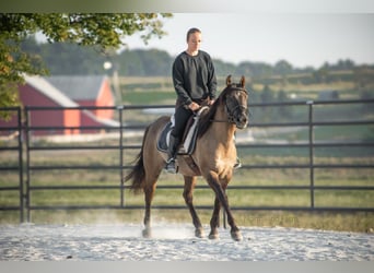 American Quarter Horse, Castrone, 6 Anni, 145 cm, Grullo