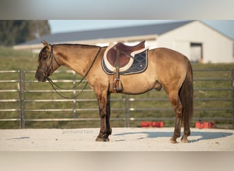 American Quarter Horse, Castrone, 6 Anni, 145 cm, Grullo