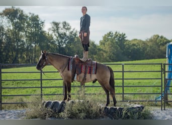 American Quarter Horse, Castrone, 6 Anni, 145 cm, Grullo