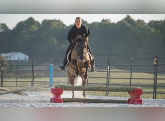 American Quarter Horse, Castrone, 6 Anni, 145 cm, Grullo