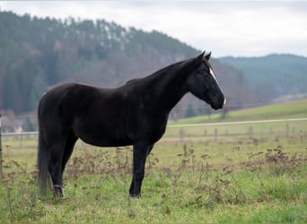 American Quarter Horse, Castrone, 6 Anni, 145 cm, Morello