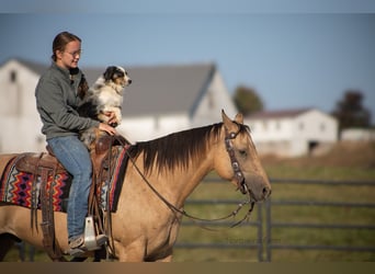 American Quarter Horse, Castrone, 6 Anni, 145 cm, Pelle di daino