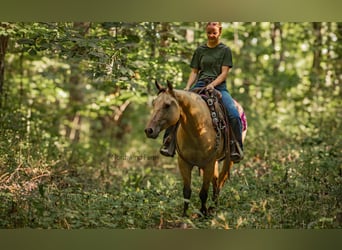 American Quarter Horse, Castrone, 6 Anni, 145 cm, Pelle di daino