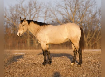 American Quarter Horse, Castrone, 6 Anni, 145 cm, Pelle di daino