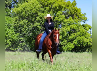 American Quarter Horse, Castrone, 6 Anni, 145 cm, Sauro ciliegia