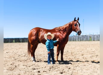 American Quarter Horse, Castrone, 6 Anni, 145 cm, Sauro ciliegia